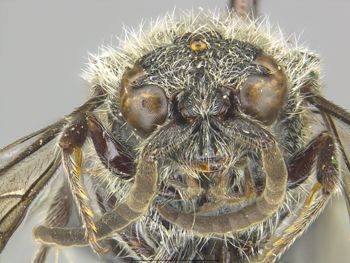 Media type: image;   Entomology 13733 Aspect: head frontal view
